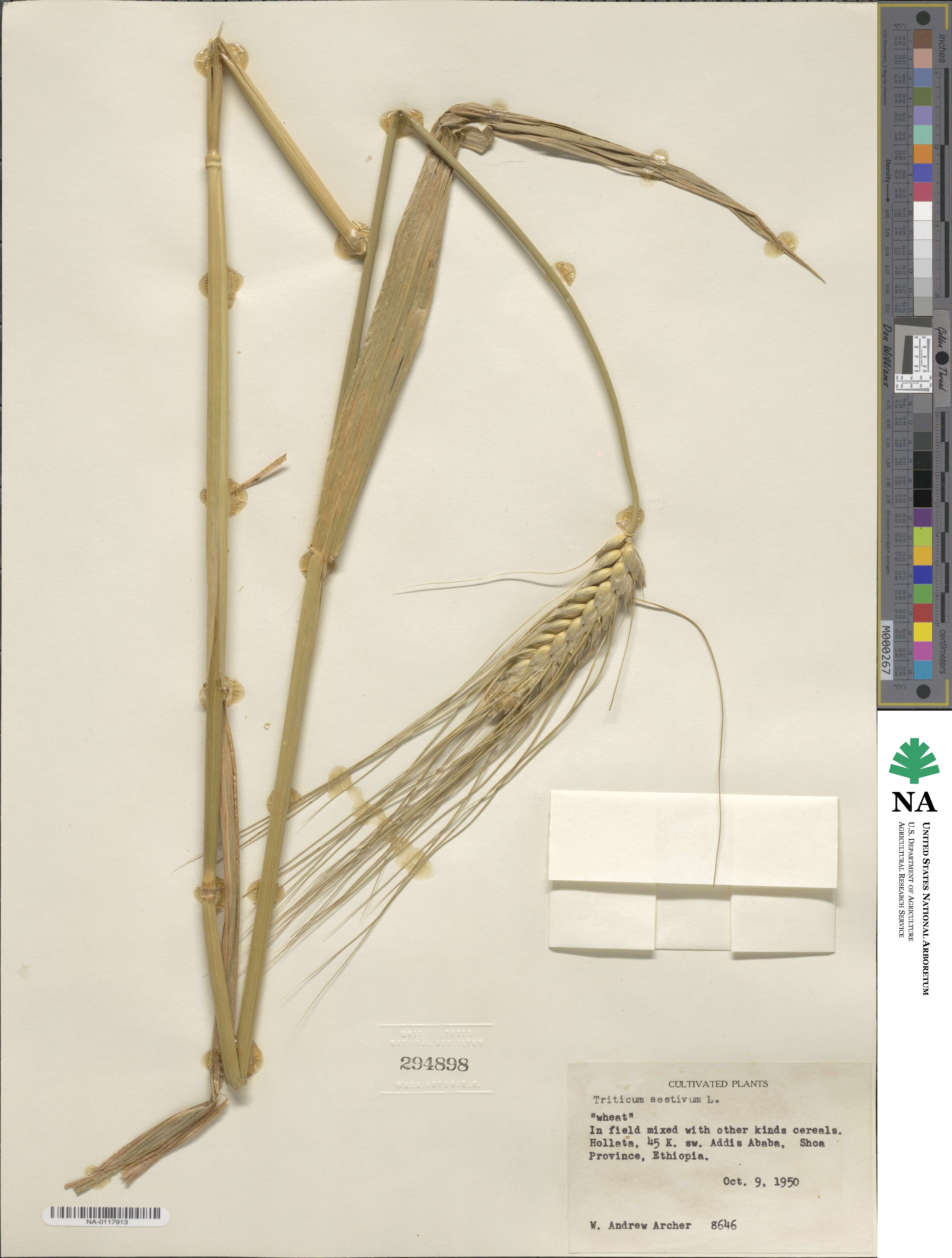 Triticum aestivum image
