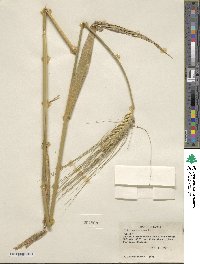 Triticum aestivum image