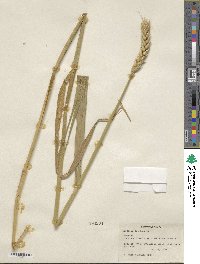 Triticum aestivum image