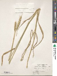 Triticum aestivum image