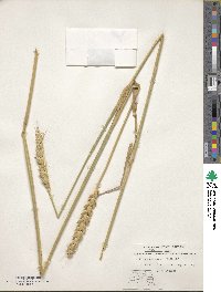 Triticum aestivum image