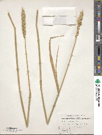 Triticum aestivum image