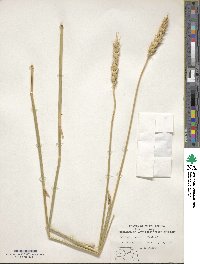 Triticum aestivum image