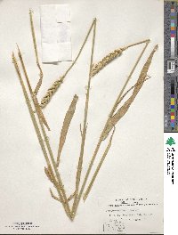 Triticum aestivum image