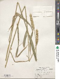 Triticum aestivum image