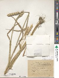 Triticum aestivum image