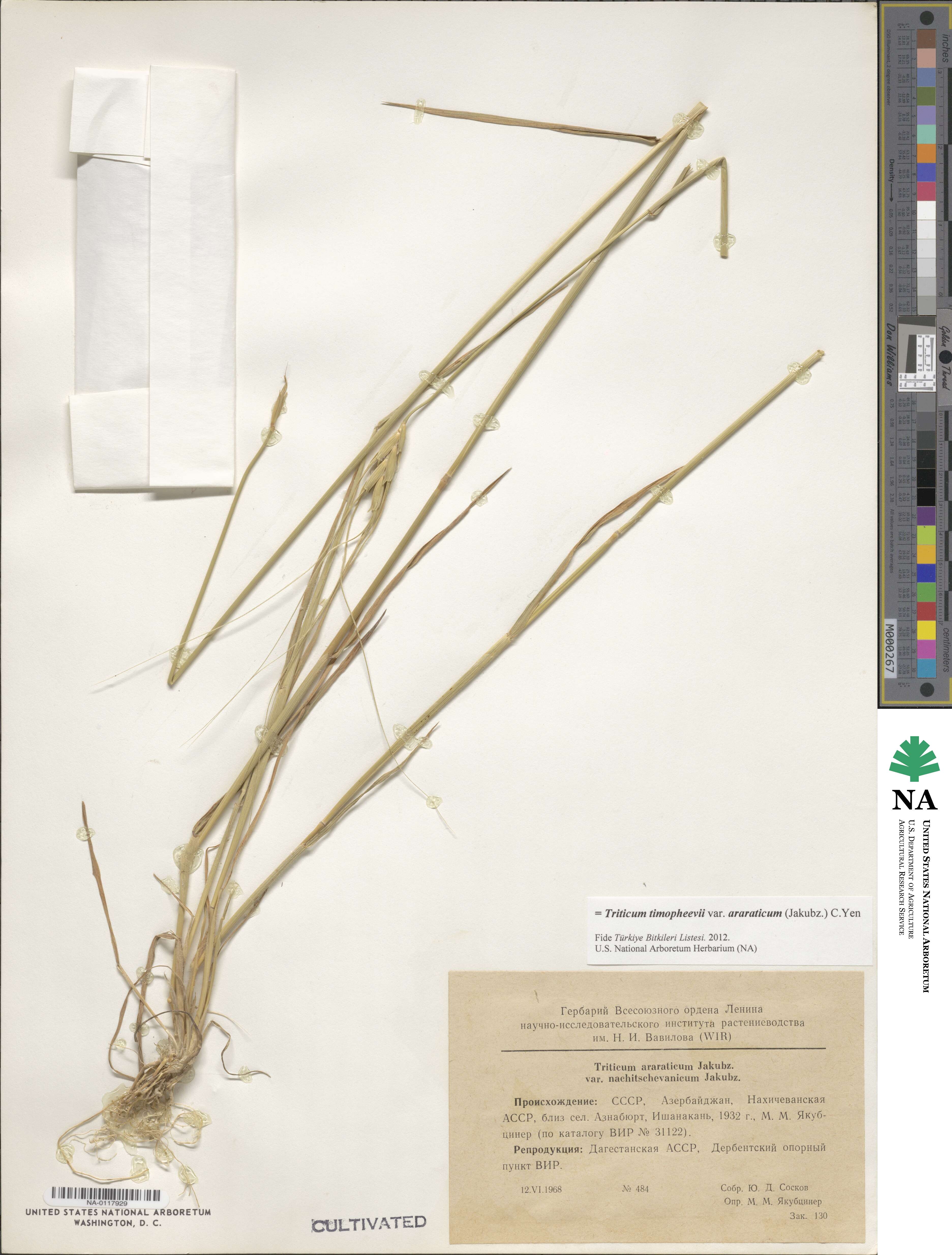 Triticum timopheevii subsp. timopheevii image