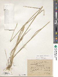 Triticum timopheevii subsp. timopheevii image