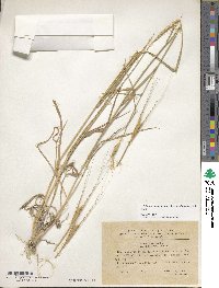 Triticum monococcum image