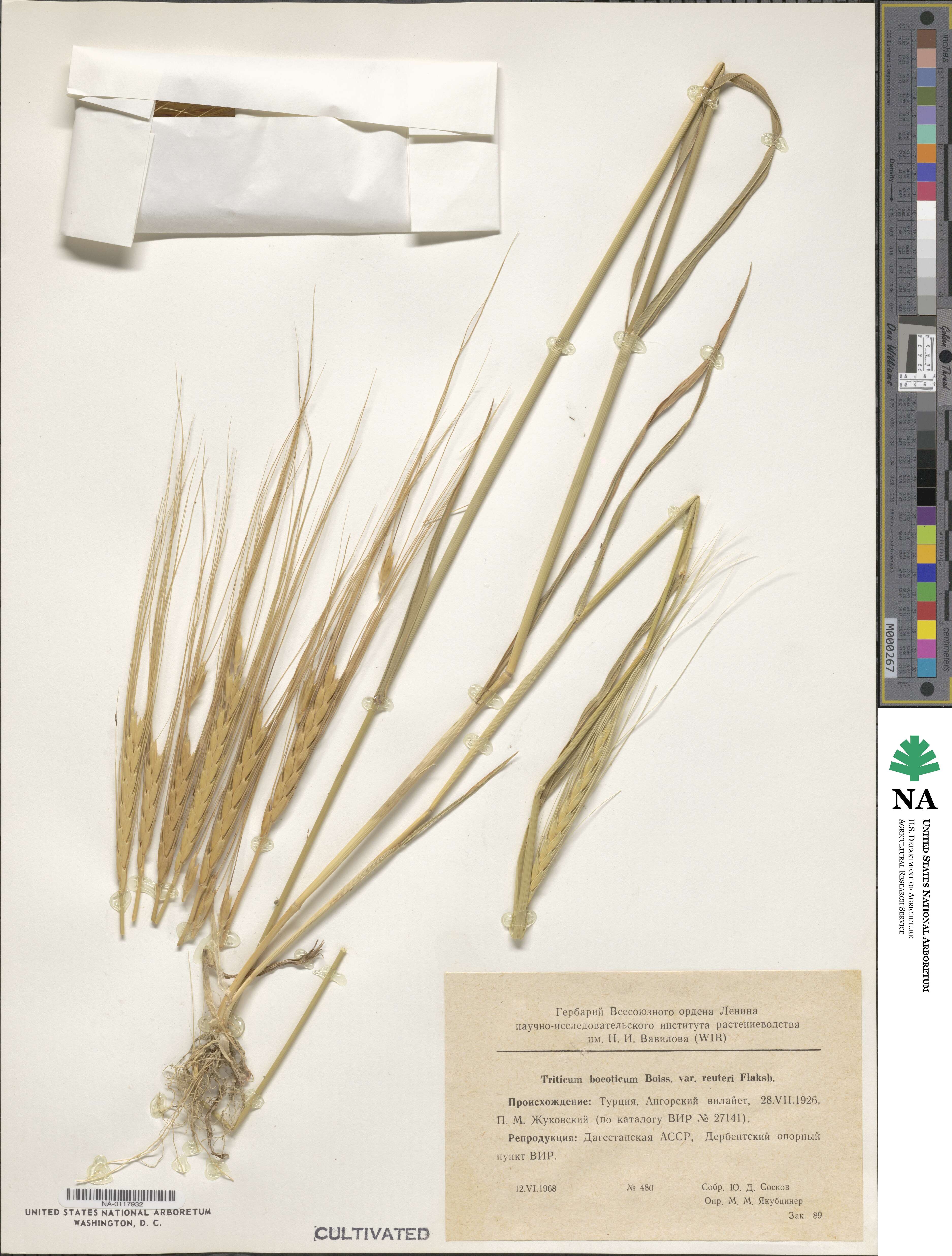 Triticum monococcum subsp. aegilopoides image
