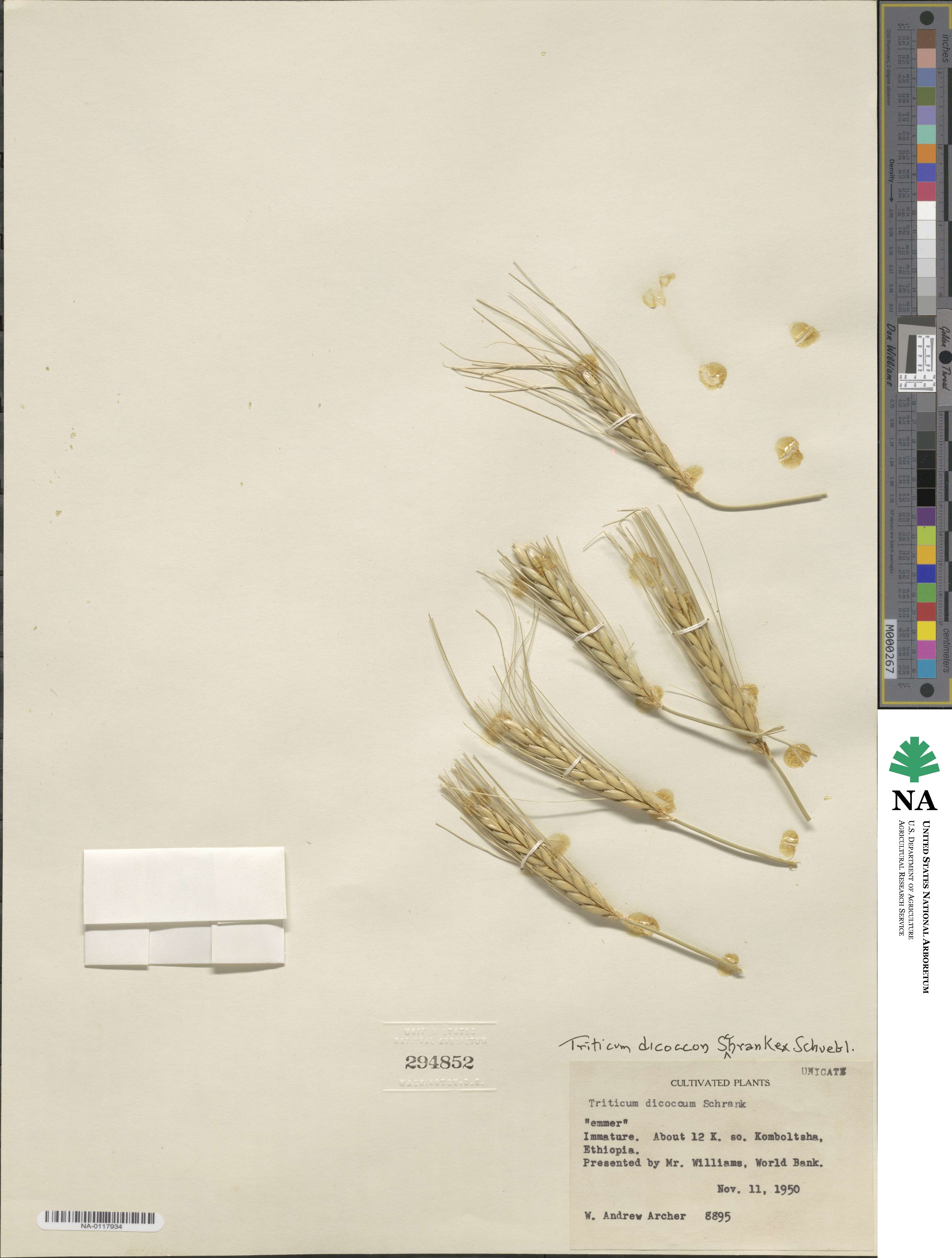Triticum turgidum subsp. dicoccon image