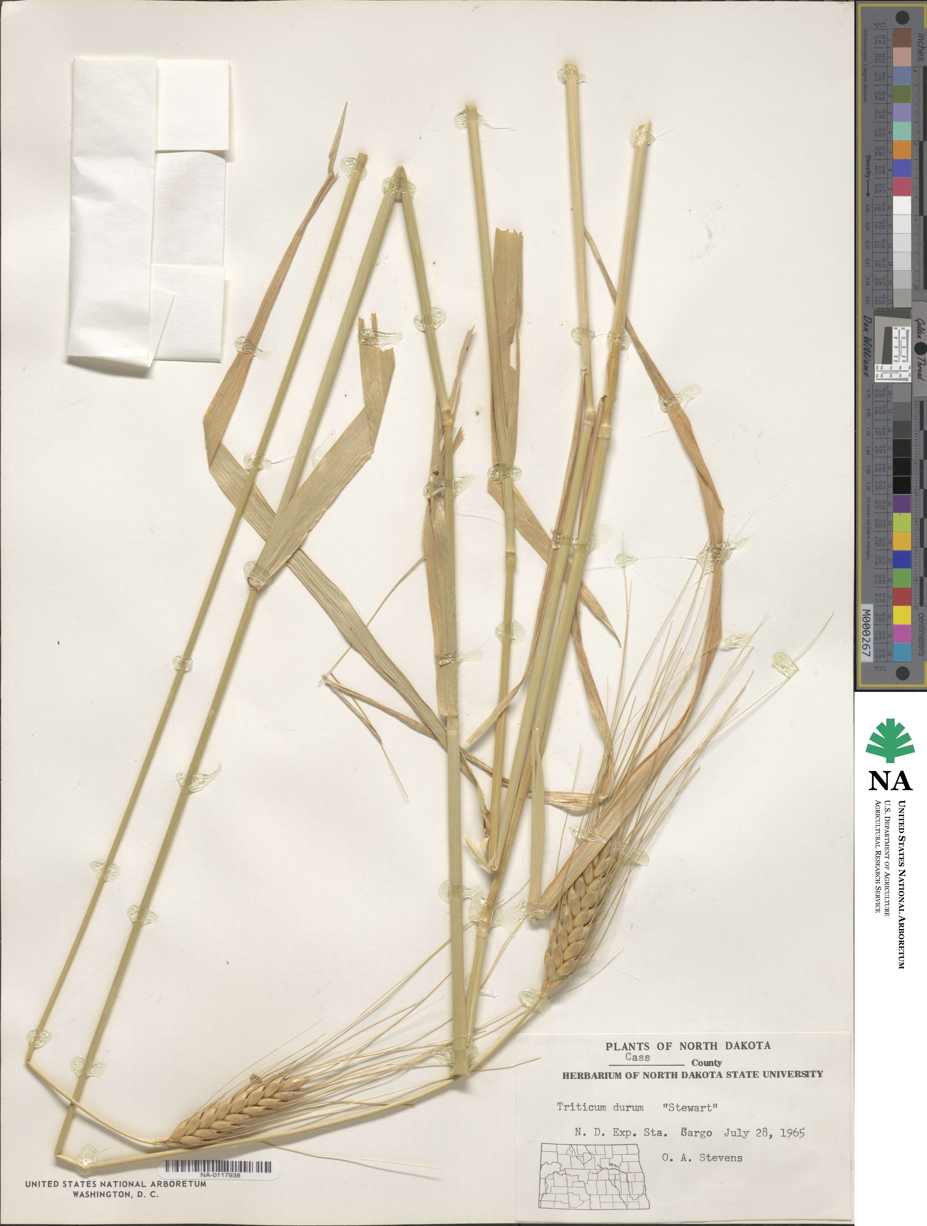 Triticum turgidum subsp. durum image