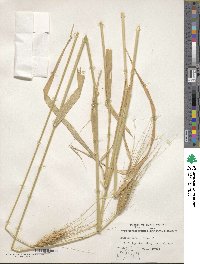 Triticum turgidum subsp. durum image