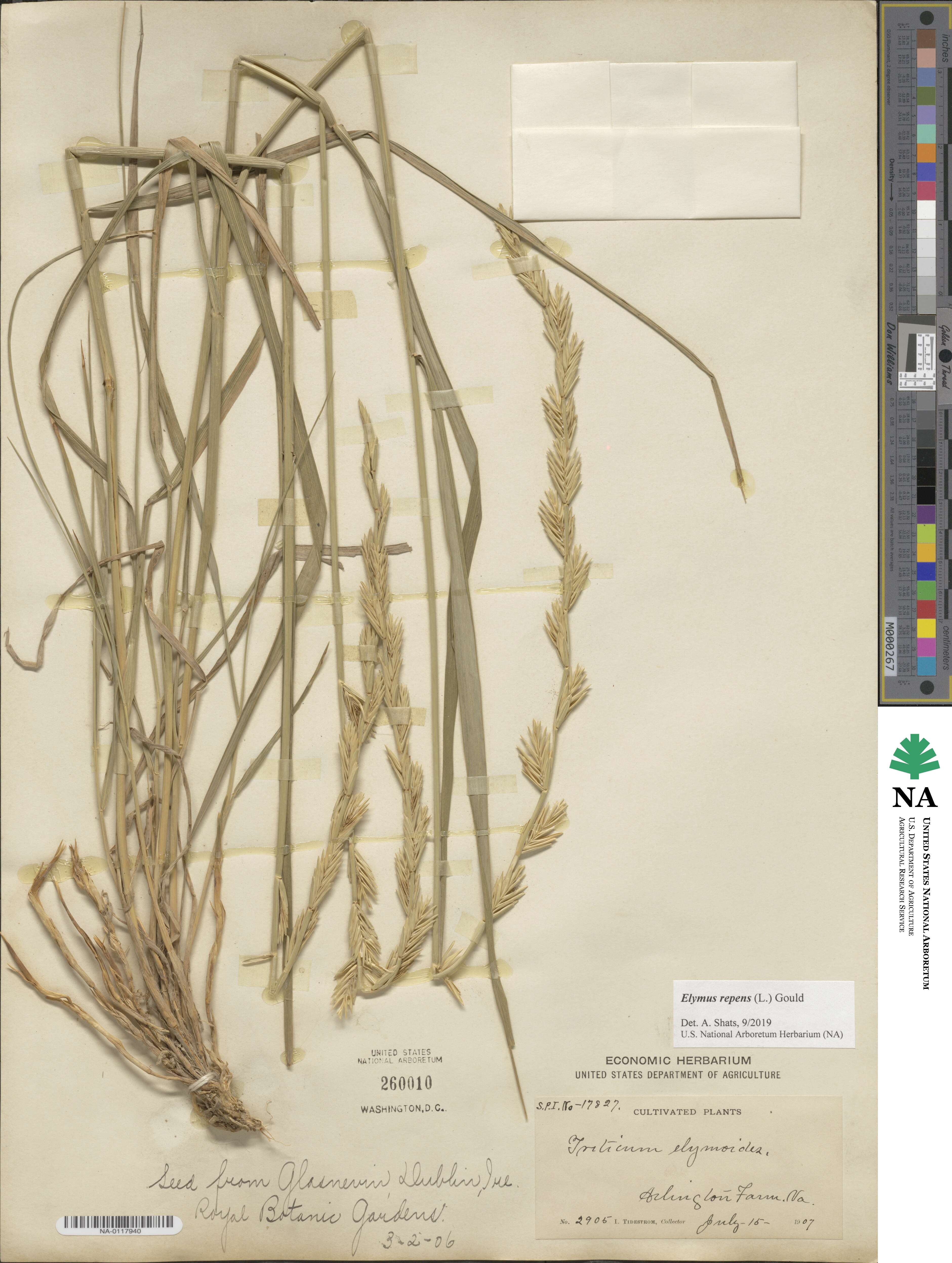 Elymus repens image