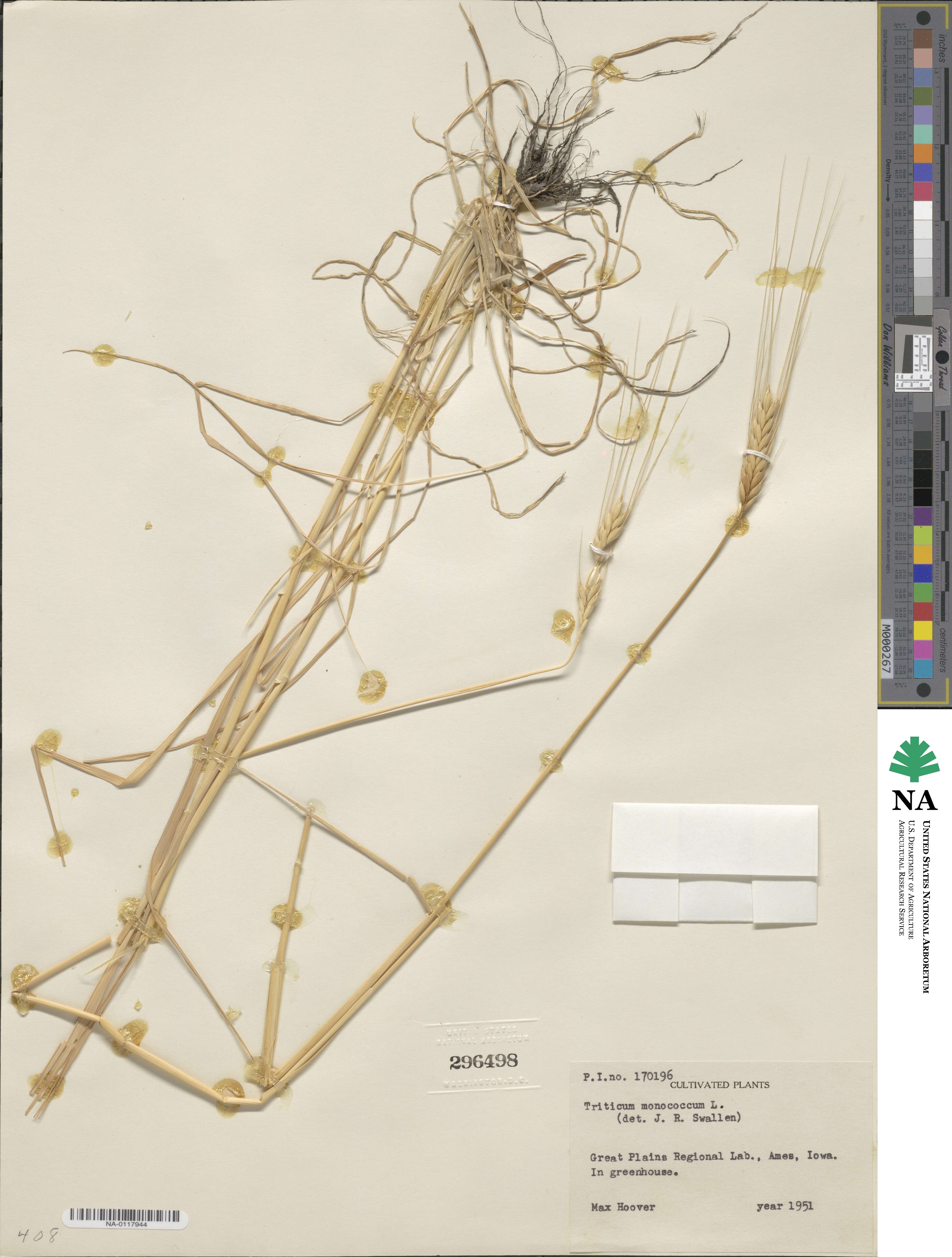 Triticum monococcum image
