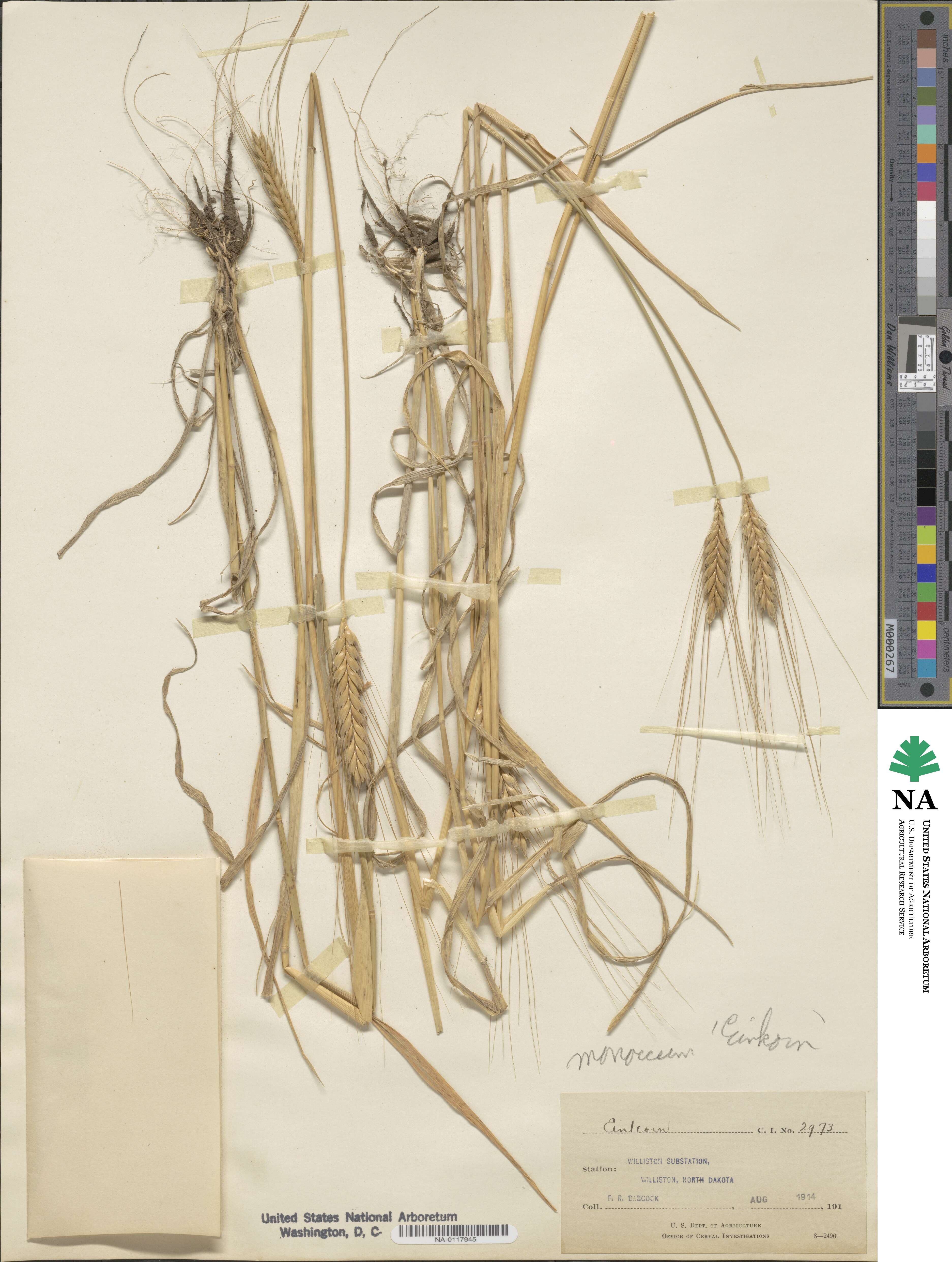 Triticum monococcum image