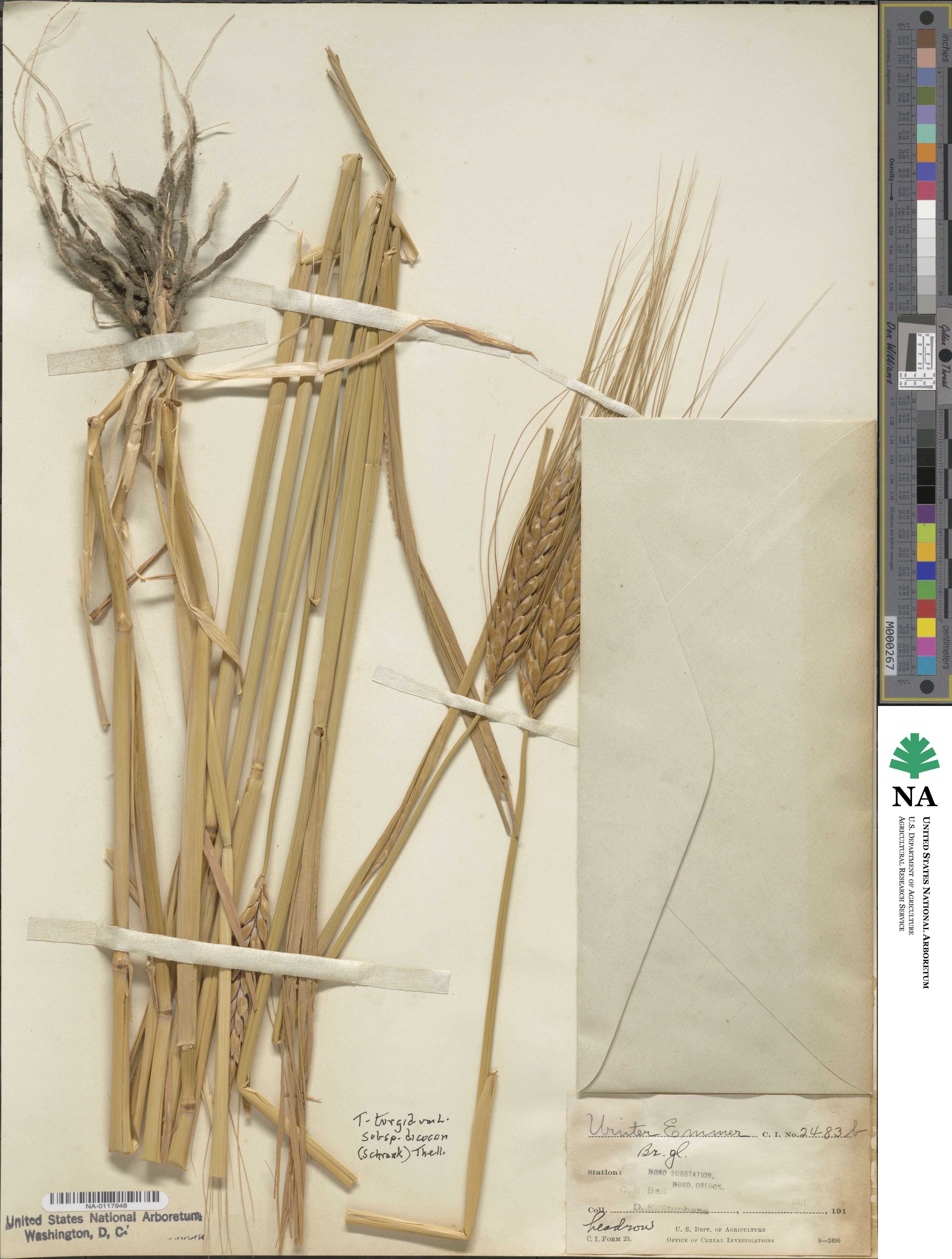 Triticum turgidum subsp. dicoccon image