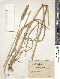 Triticum turgidum image