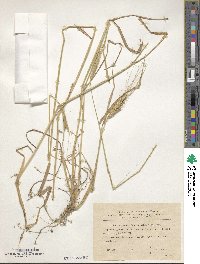 Image of Triticum urartu