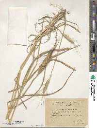 Image of Triticum ×zhukovskyi