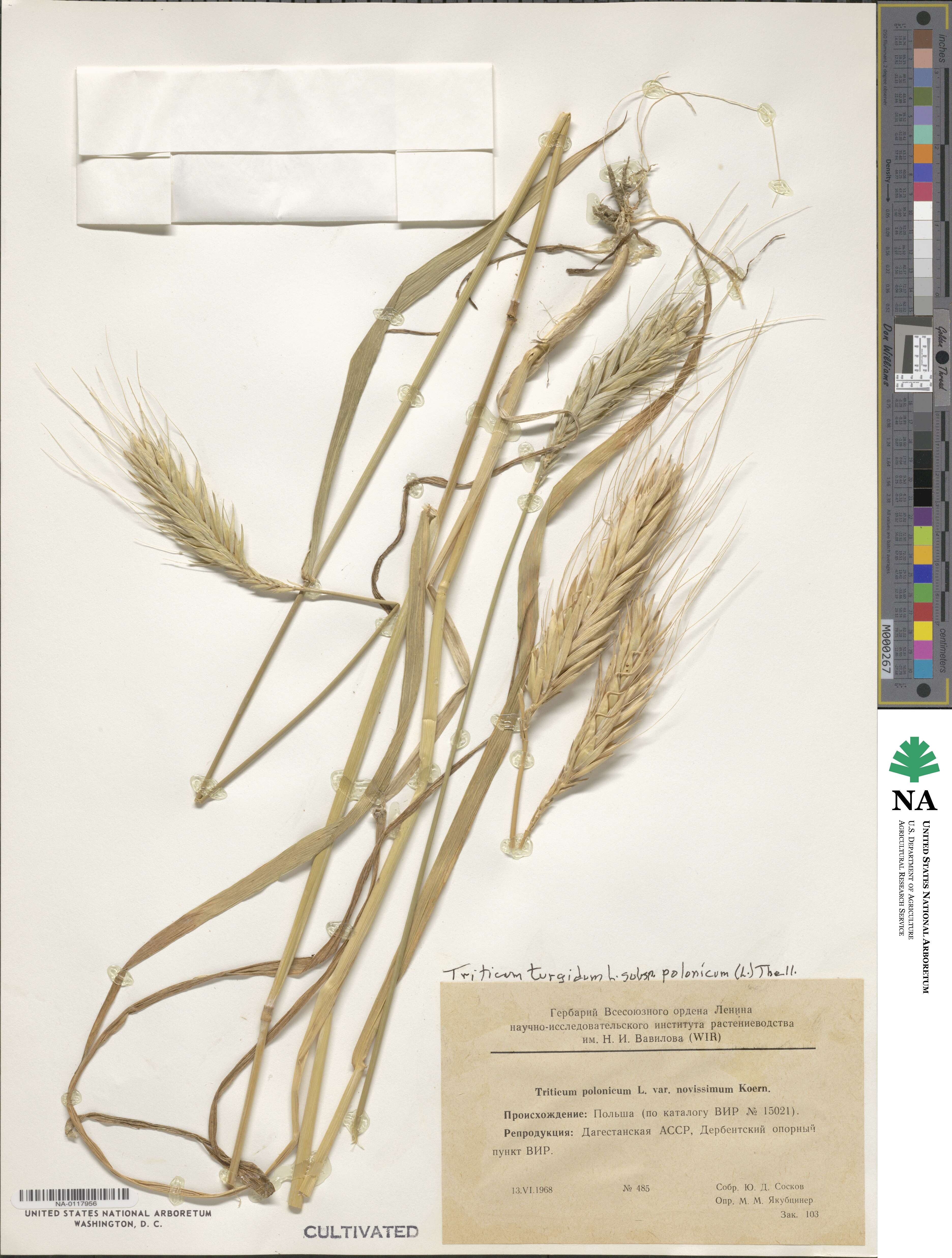 Triticum turgidum subsp. polonicum image