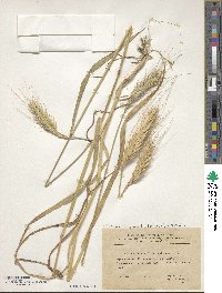 Triticum turgidum image