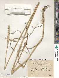 Triticum aestivum subsp. spelta image