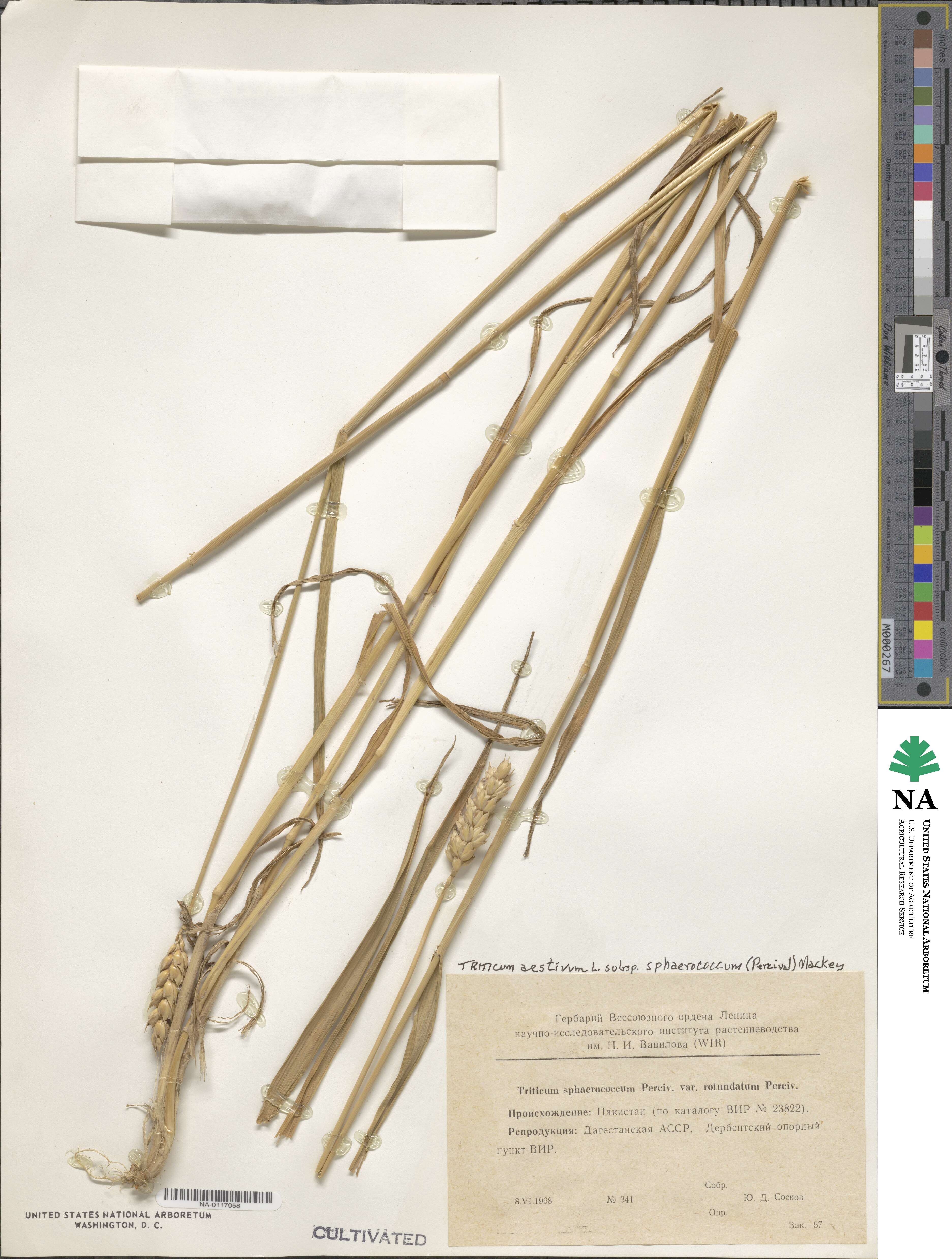 Triticum aestivum subsp. sphaerococcum image