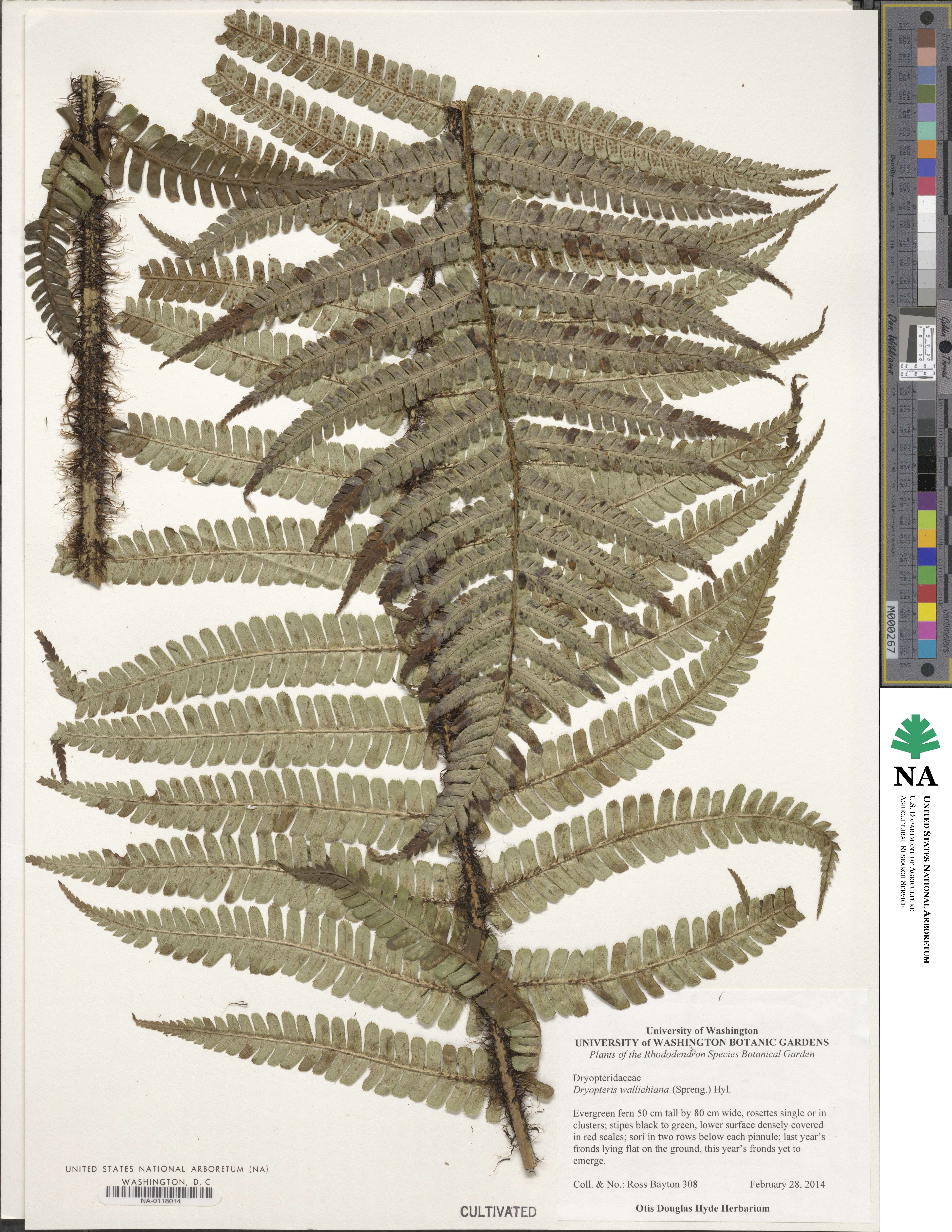 Dryopteris wallichiana subsp. wallichiana image