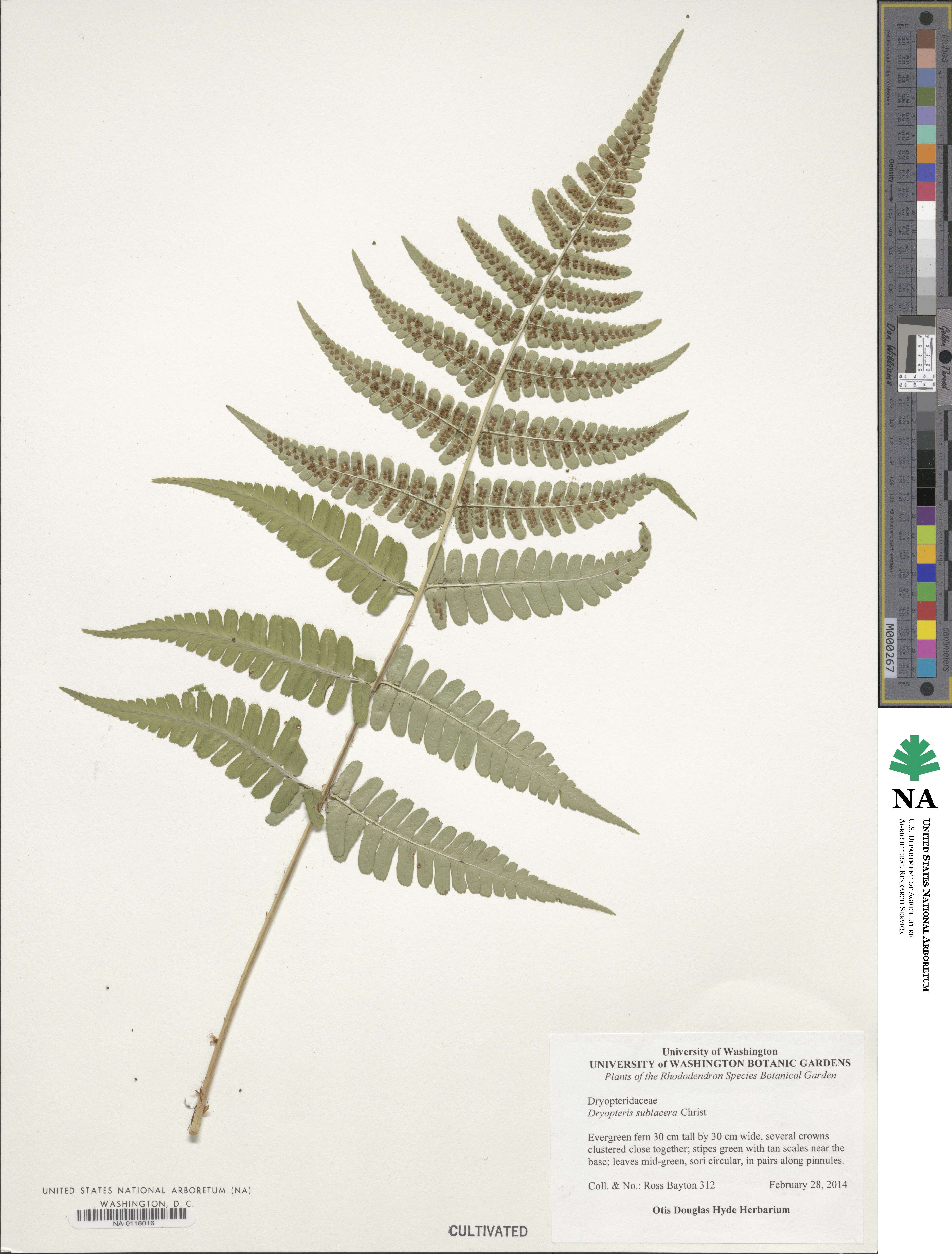 Dryopteris sublacera image