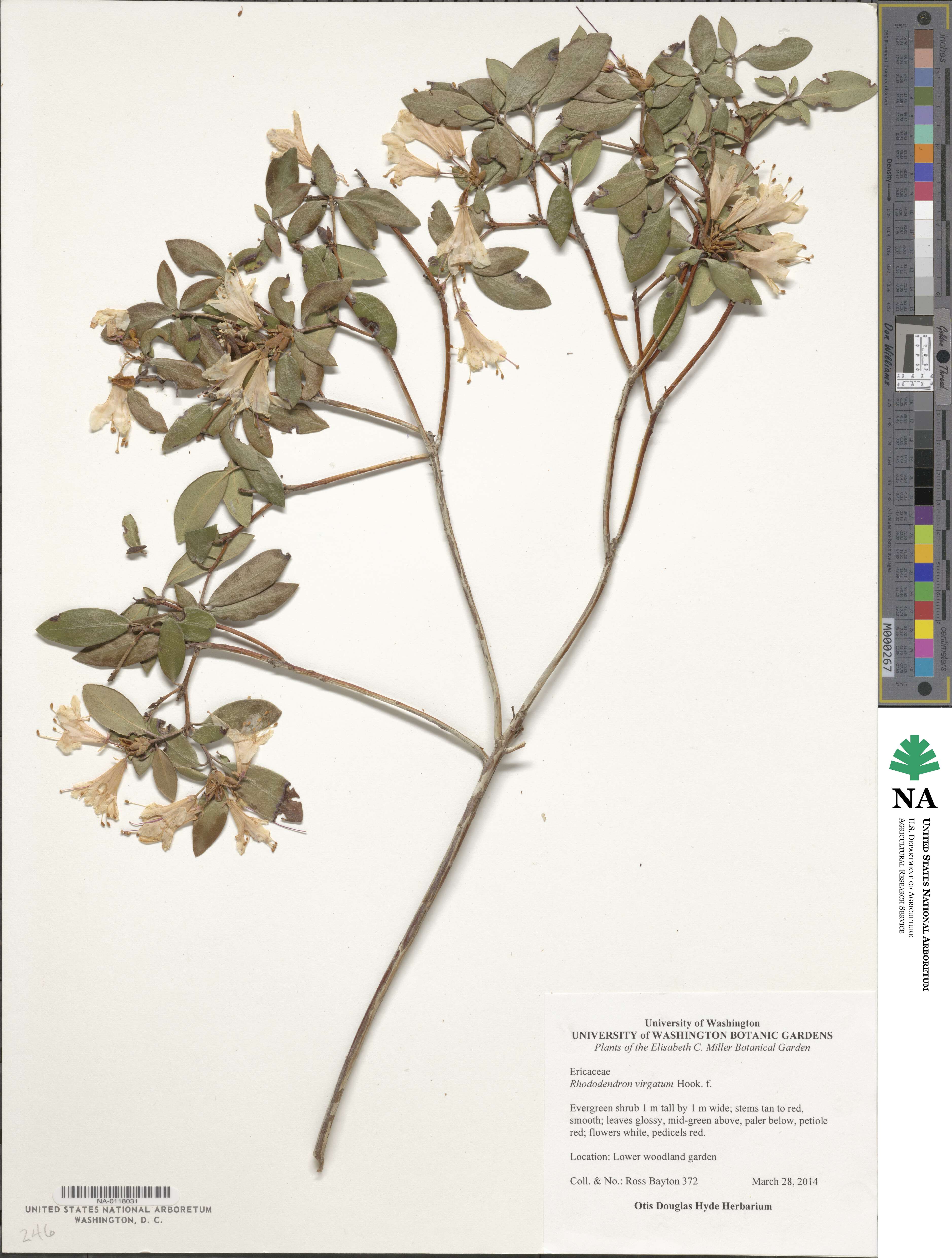 Rhododendron virgatum image