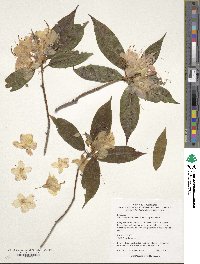 Rhododendron lutescens image