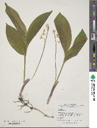 Convallaria majalis image