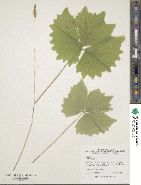 Achlys triphylla image