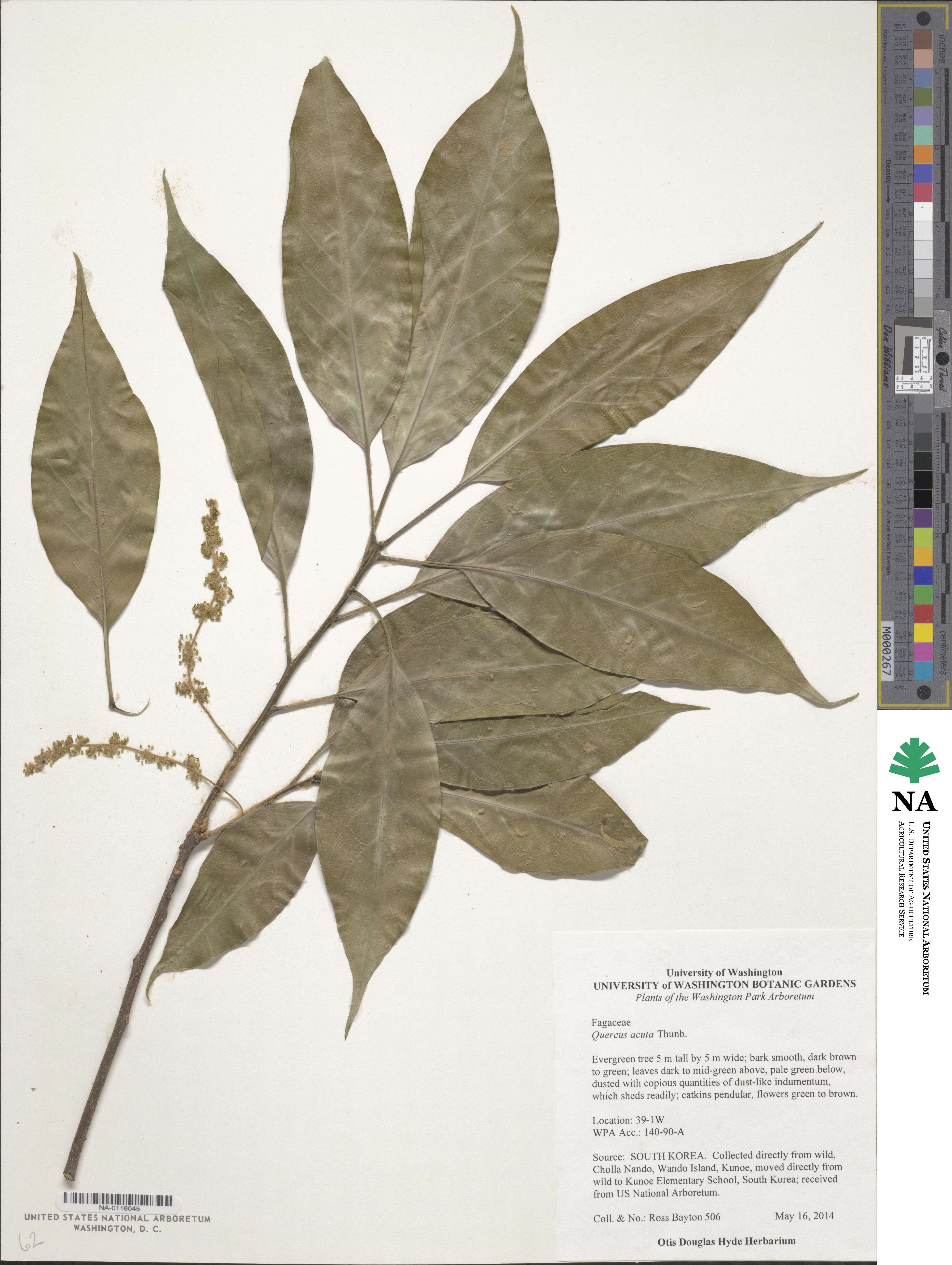Quercus acuta image