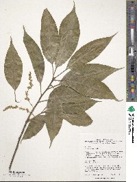 Quercus acuta image