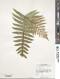 Dryopteris crassirhizoma image