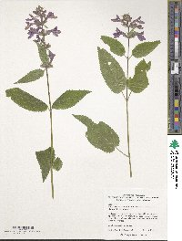 Stachys chamissonis image