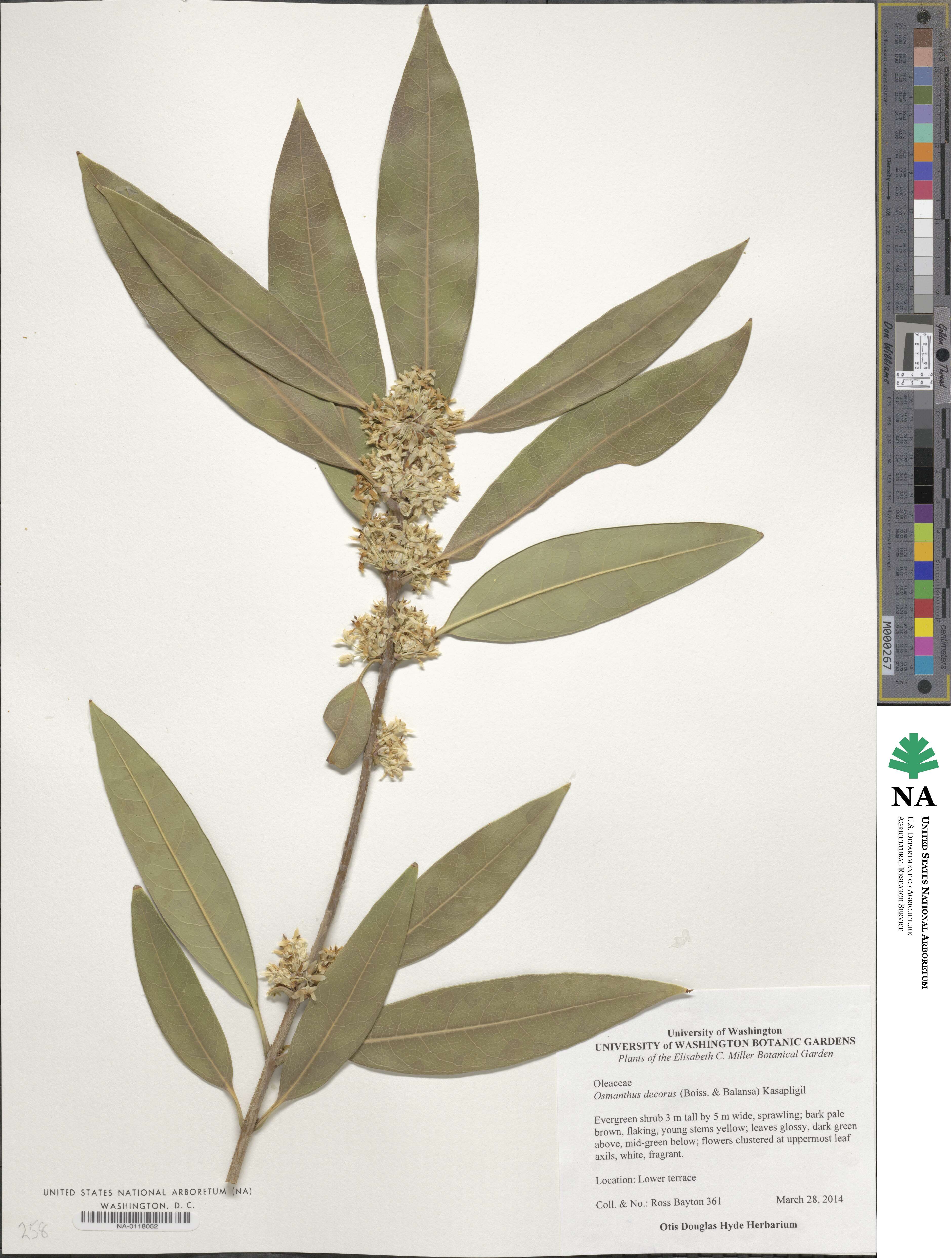 Osmanthus decorus image