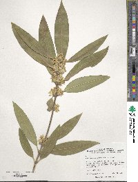 Osmanthus decorus image