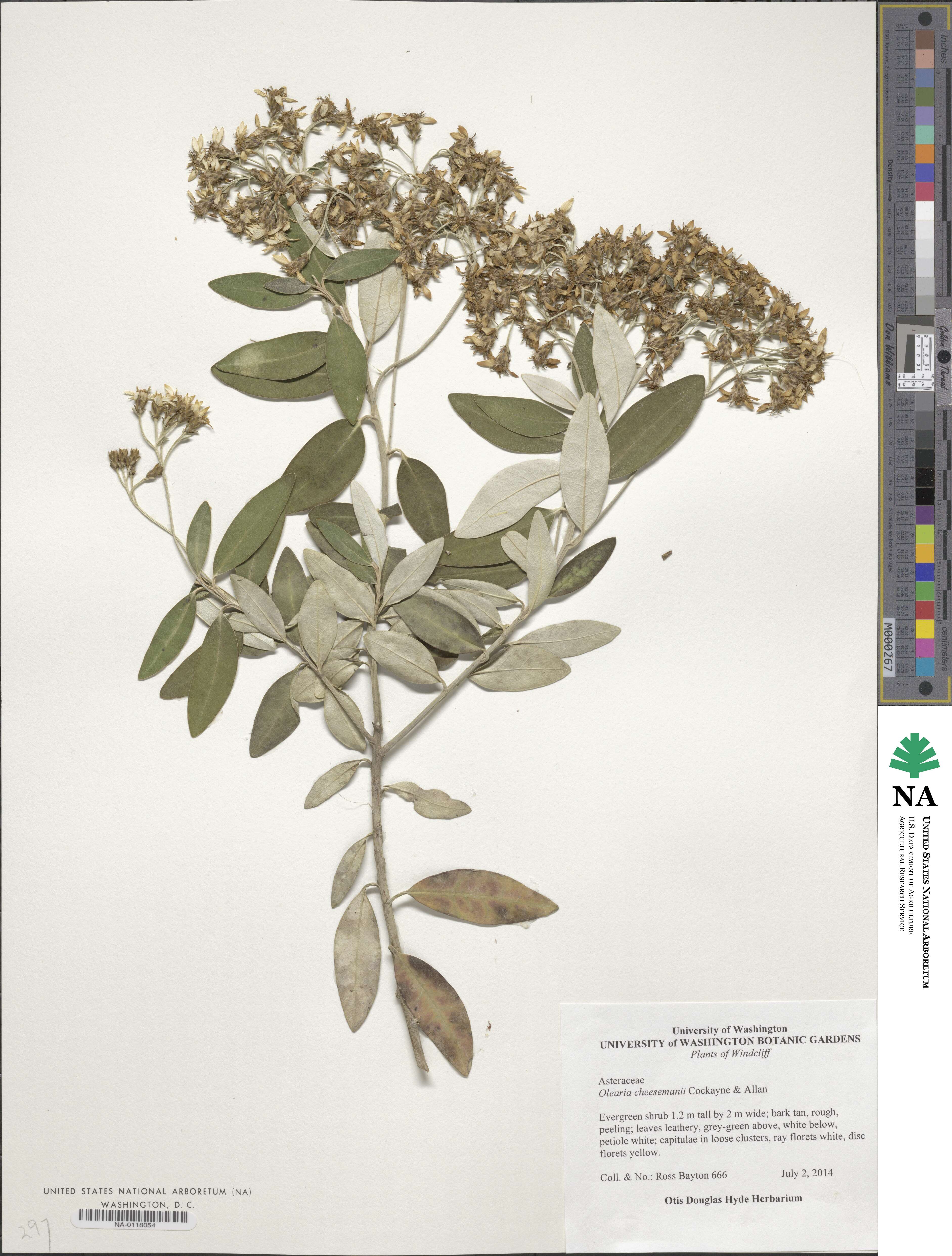 Olearia cheesemanii image