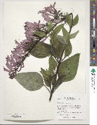 Image of Phygelius aequalis