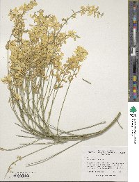 Genista aetnensis image