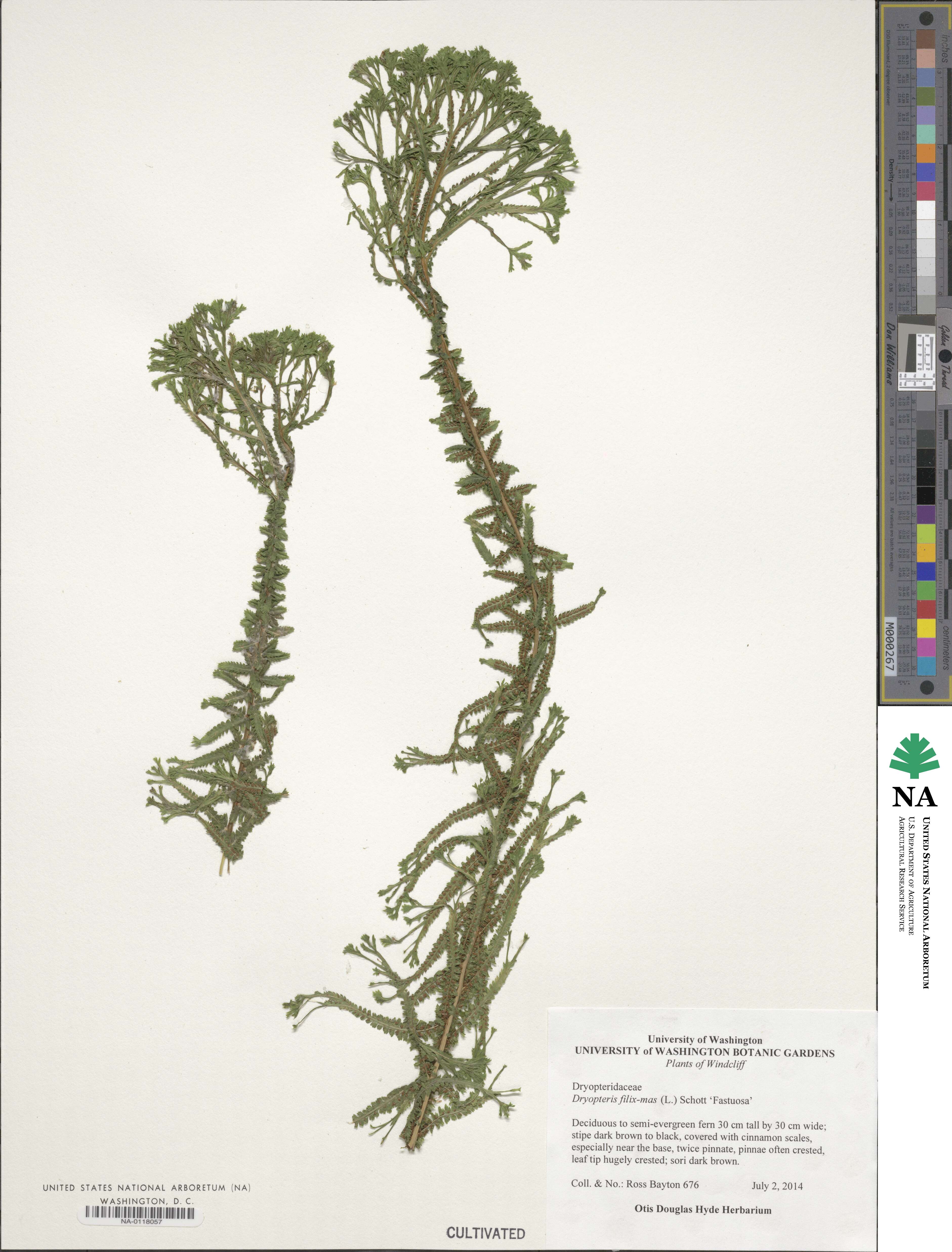 Dryopteris filix-mas 'Fastuosa' image