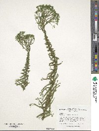 Dryopteris filix-mas image