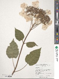 Hydrangea aspera image