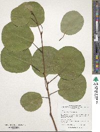 Litsea populifolia image