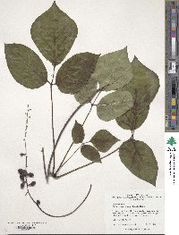 Sinofranchetia chinensis image