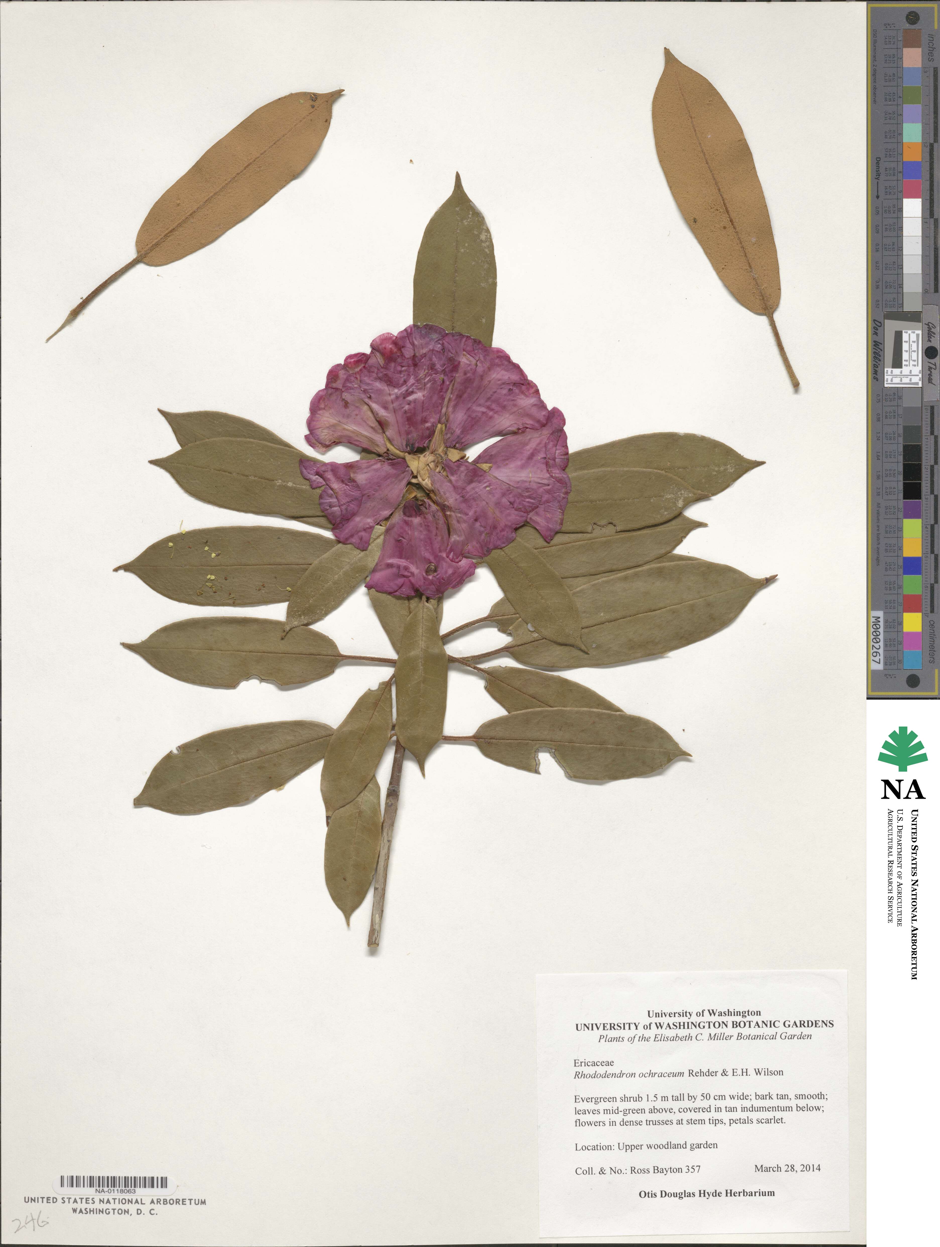 Rhododendron ochraceum image