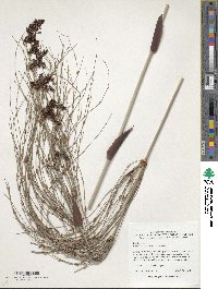 Image of Elegia capensis